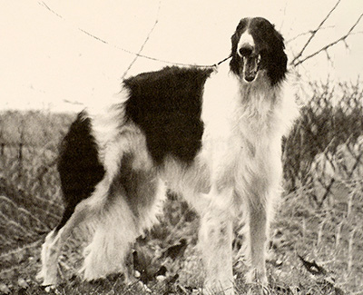 Top Lure Coursing Borzoi 1991